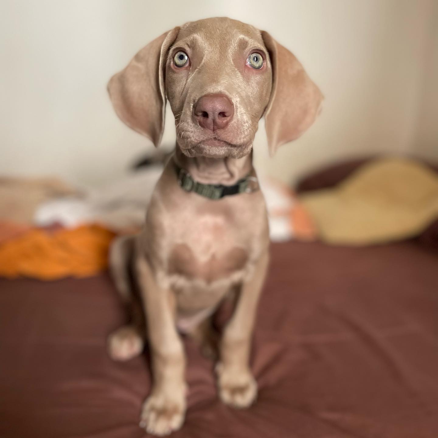 Female blue weimaraner puppies for sale