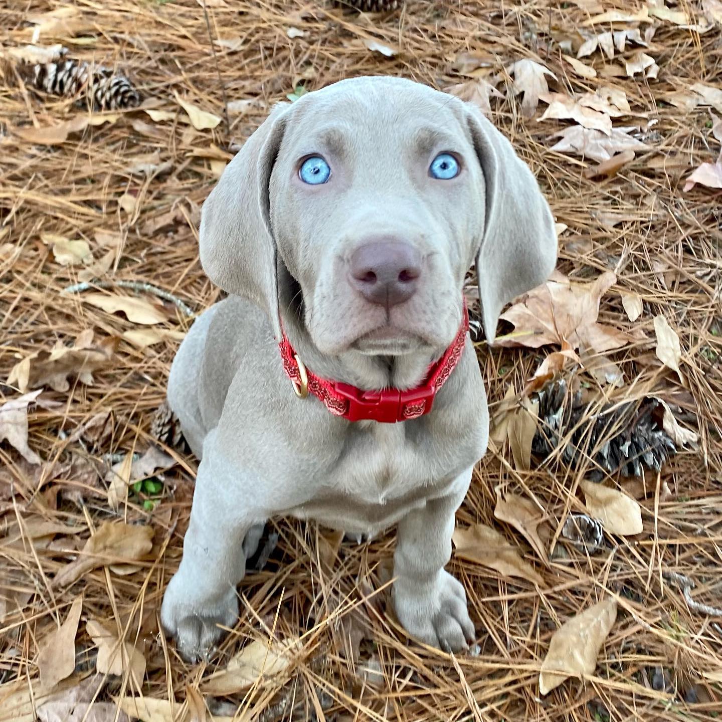 weimaraners puppies for sale
