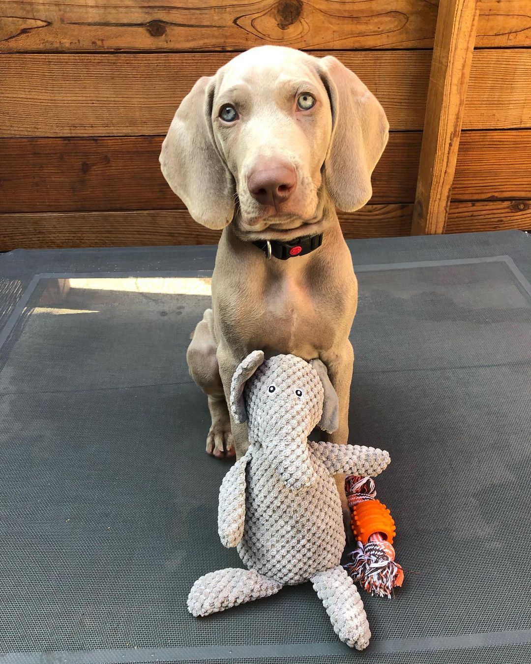 weimaraner puppies for sale in pa