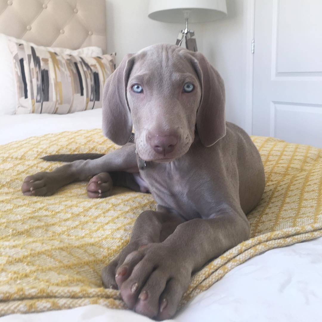 blue weimaraner puppies for sale