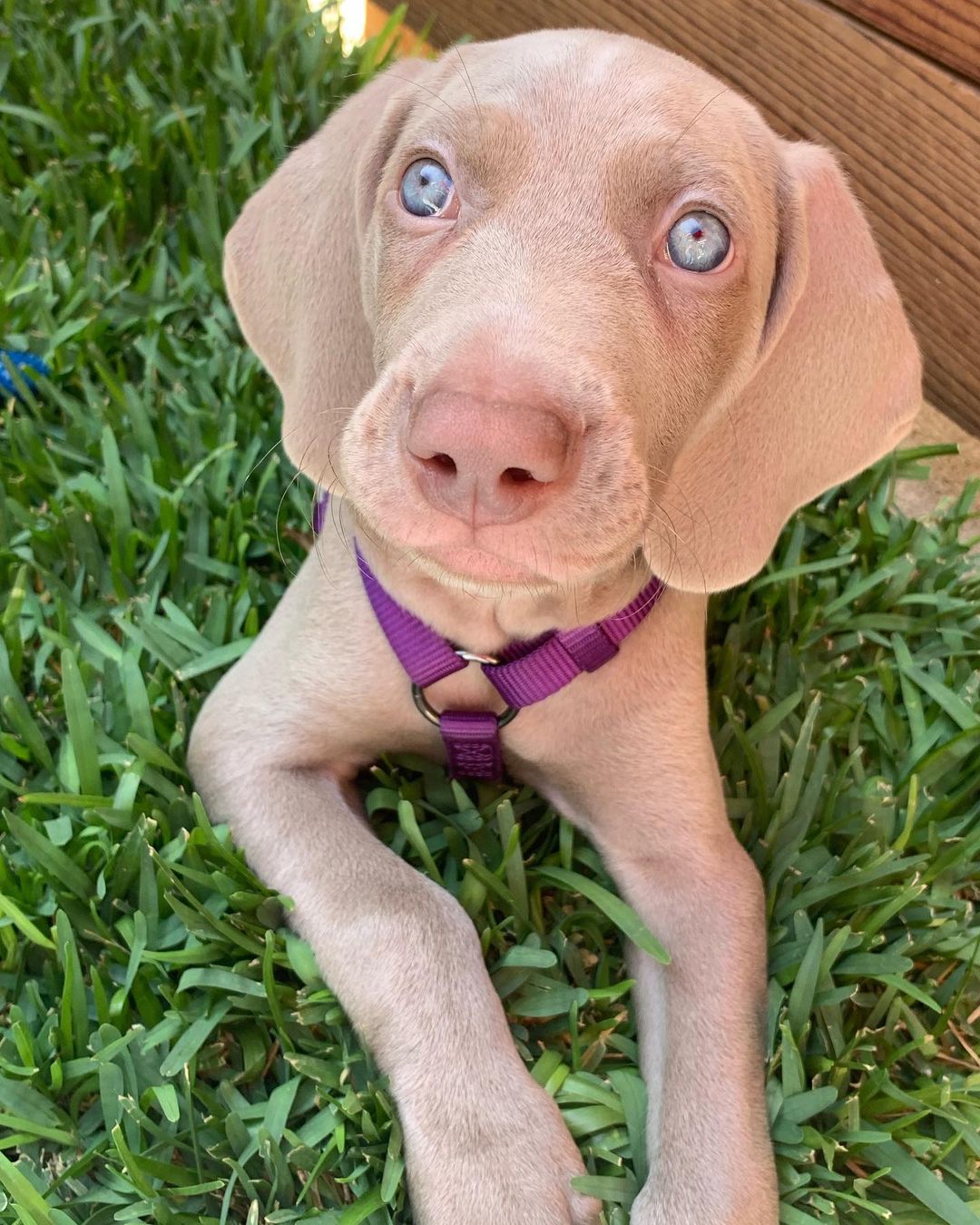 blue eyed weimaraner puppies for sale​