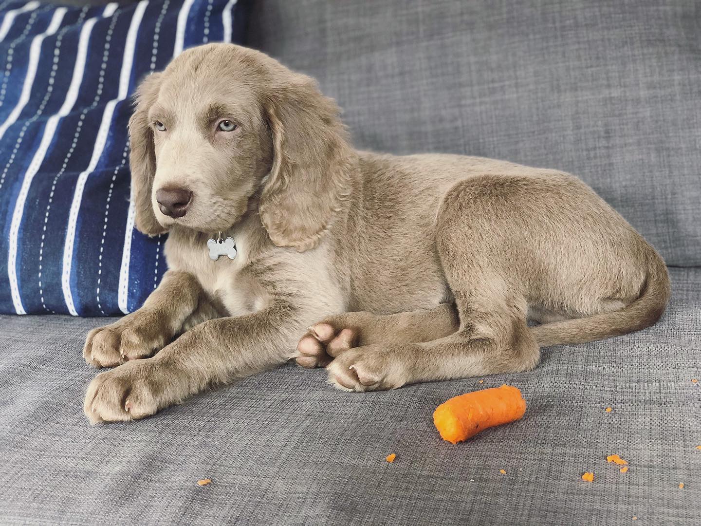 long haired weimaraner puppies for sale in pa