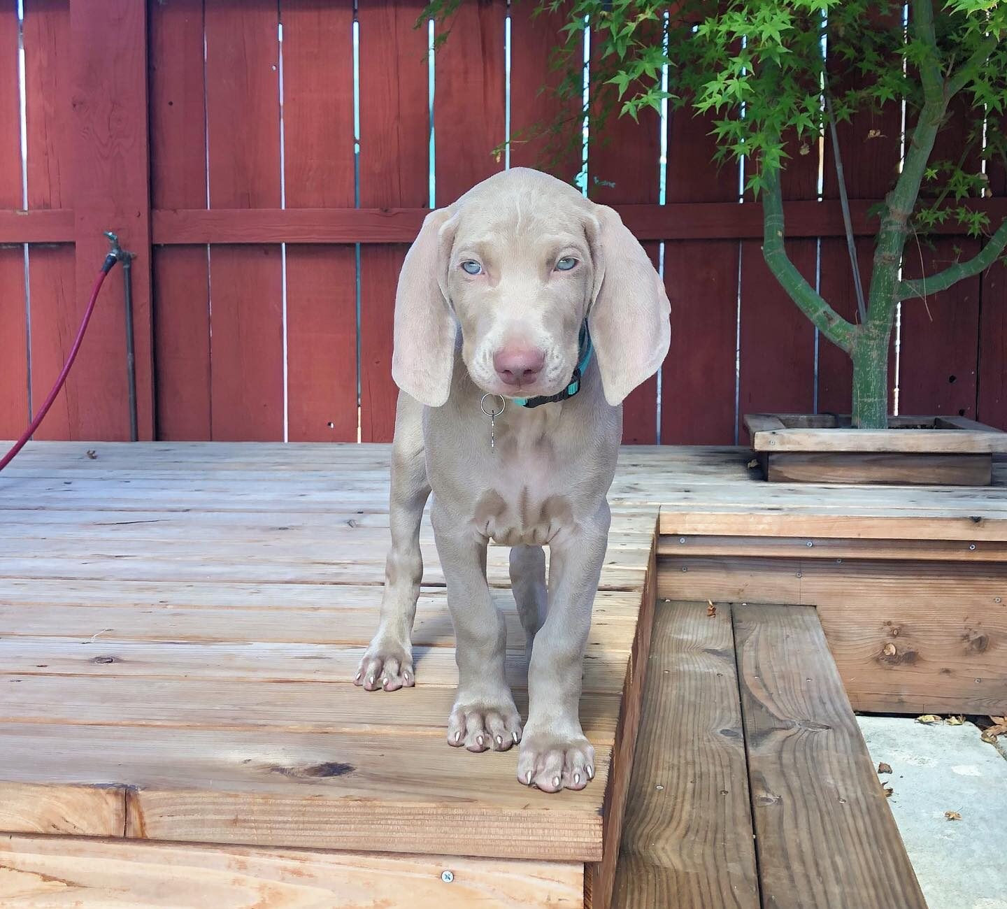 weimaraner for sale PA