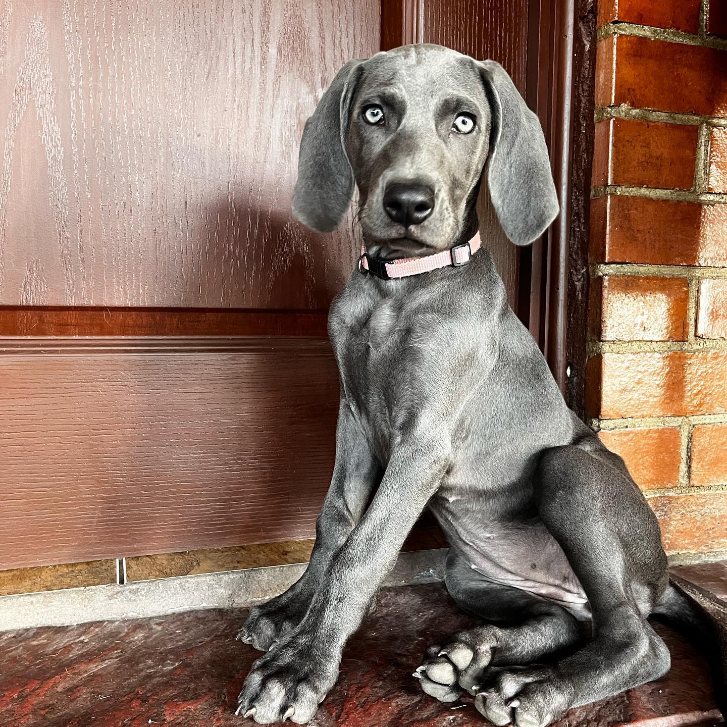 black weimaraner Puppy for sale​