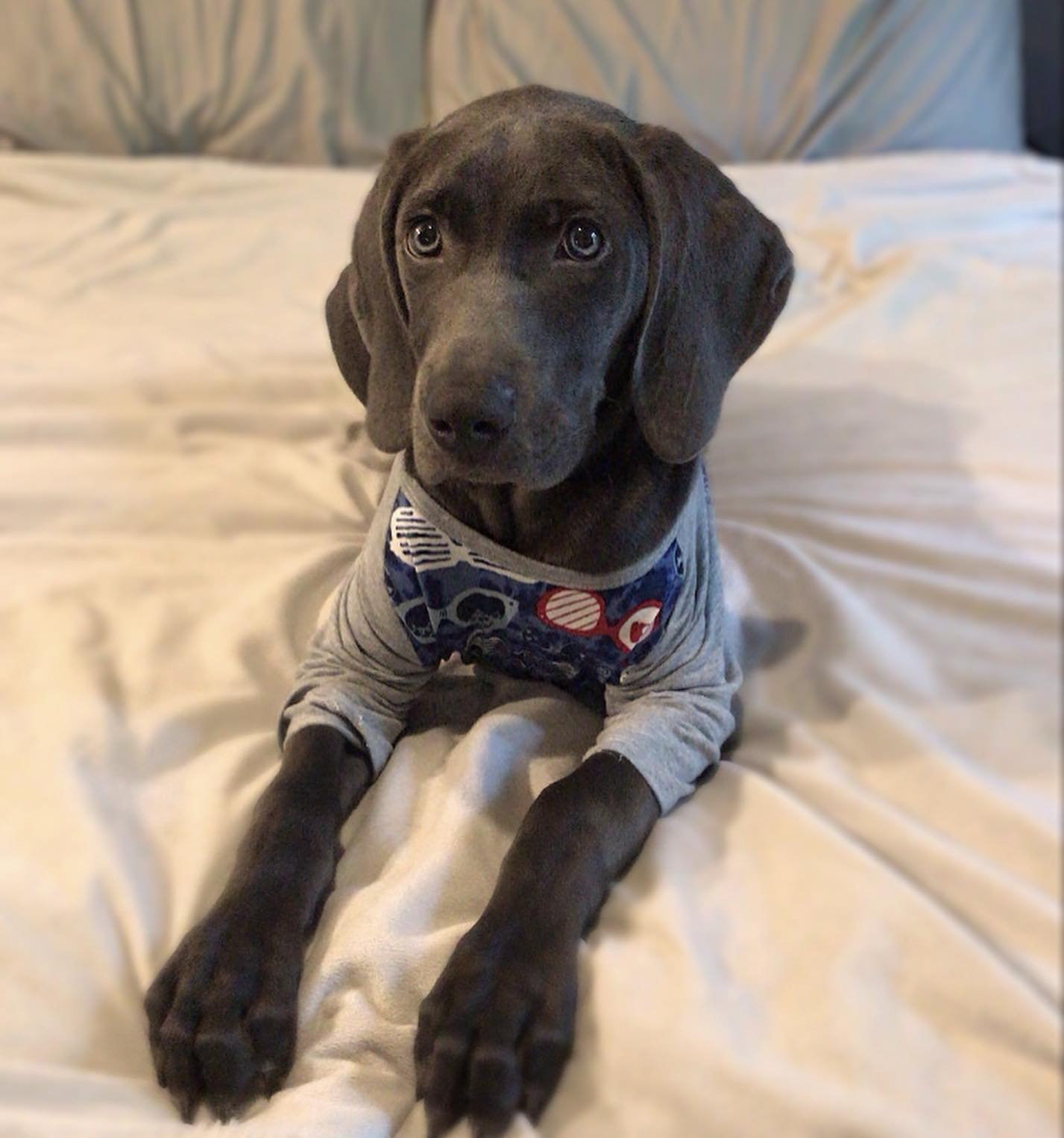 black weimaraner puppies for sale​