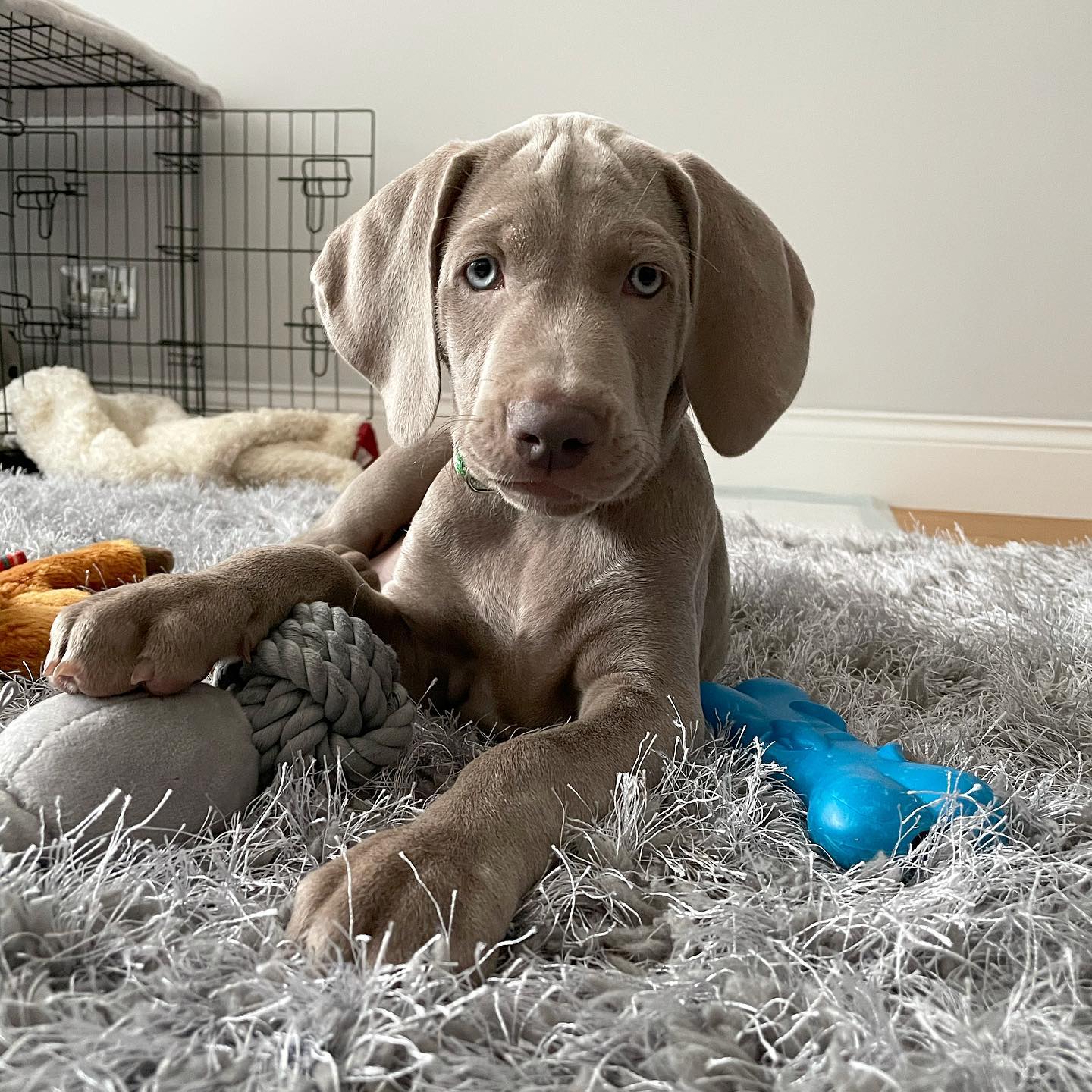 weimaraner puppies for sale in pa